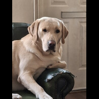 Labrador Retriever