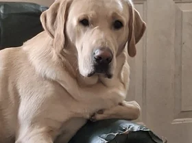 Labrador Retriever