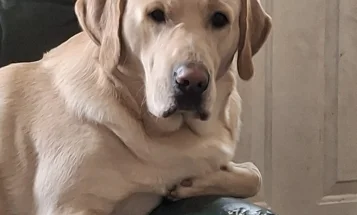 Labrador Retriever