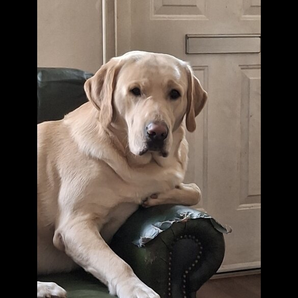 Labrador Retriever