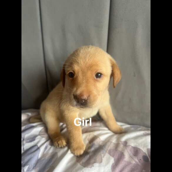 Labrador Retriever