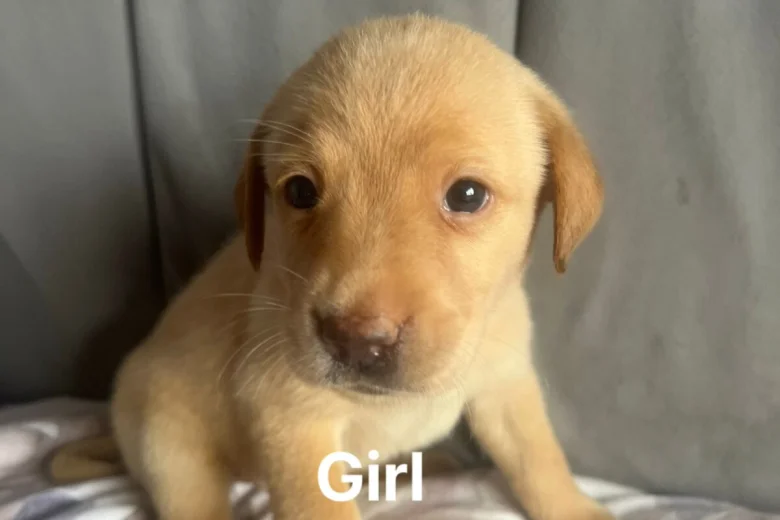 Labrador Retriever