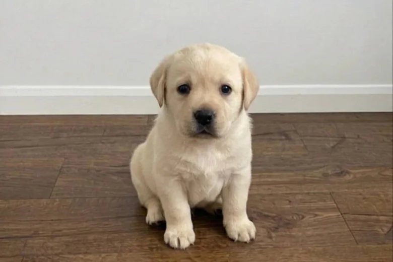 Labrador Retriever