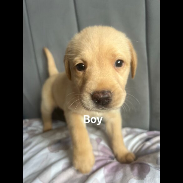 Labrador Retriever