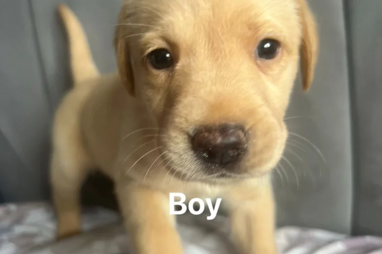 Labrador Retriever
