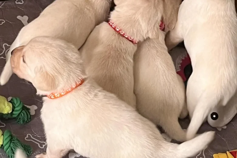 Labrador Retriever