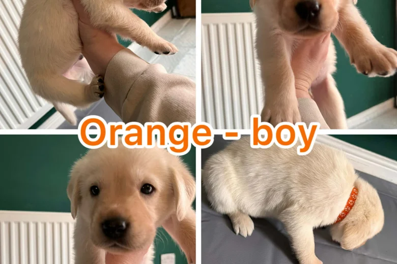 Labrador Retriever
