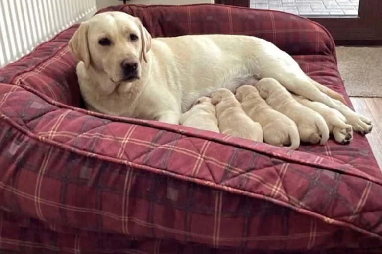 Labrador Retriever