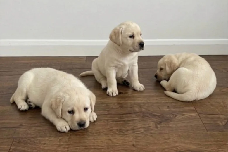 Labrador Retriever