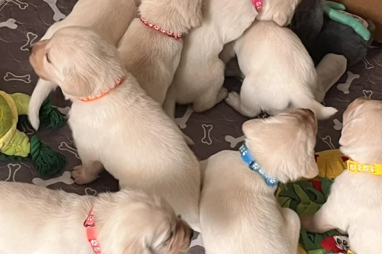 Labrador Retriever