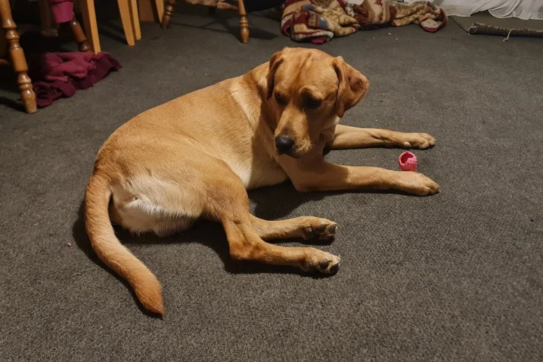 Labrador Retriever