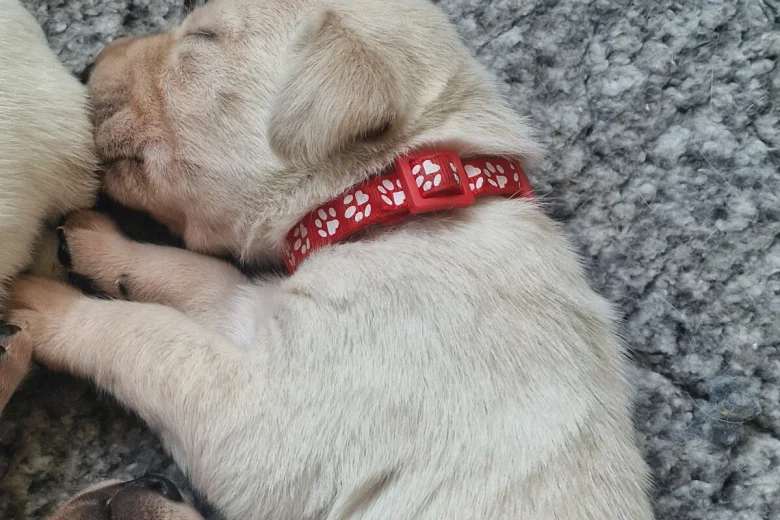 Labrador Retriever