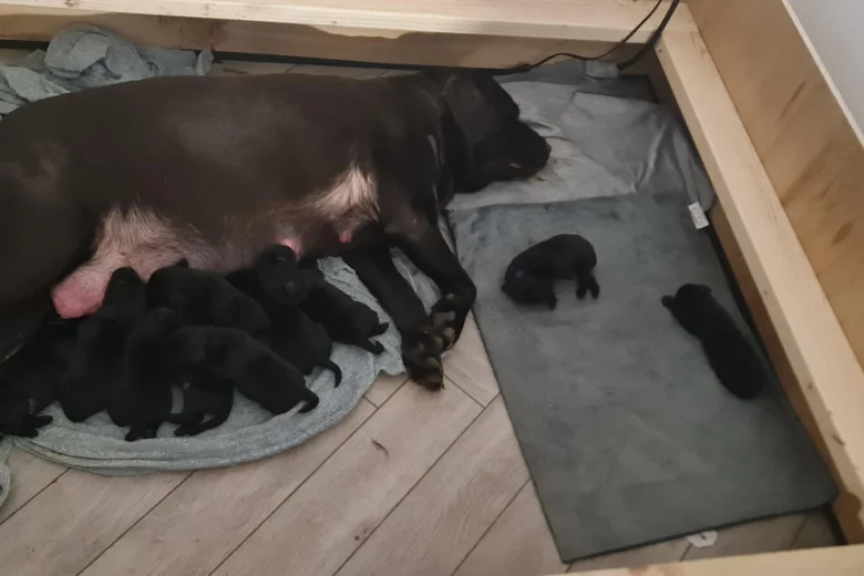Labrador Retriever