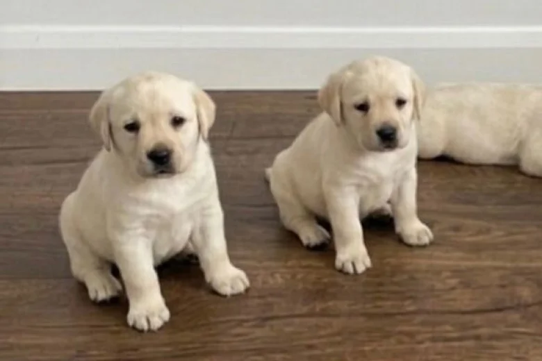 Labrador Retriever