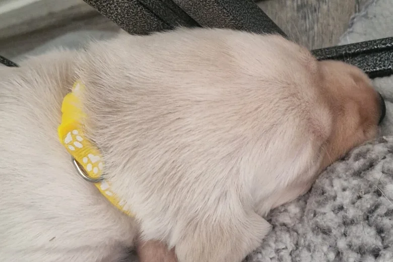 Labrador Retriever