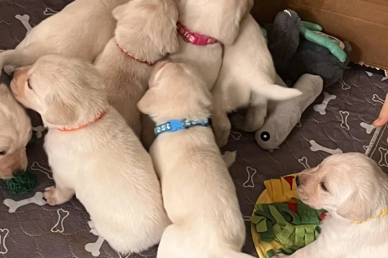 Labrador Retriever