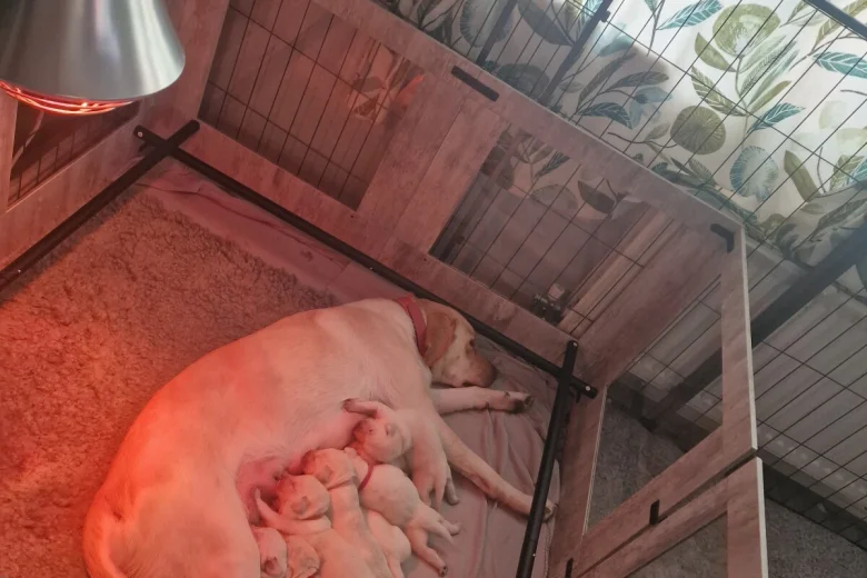 Labrador Retriever