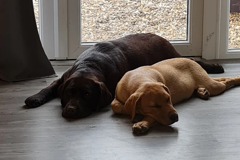 Labrador Retriever