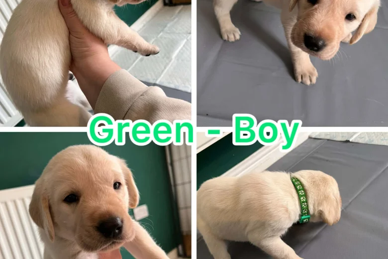 Labrador Retriever