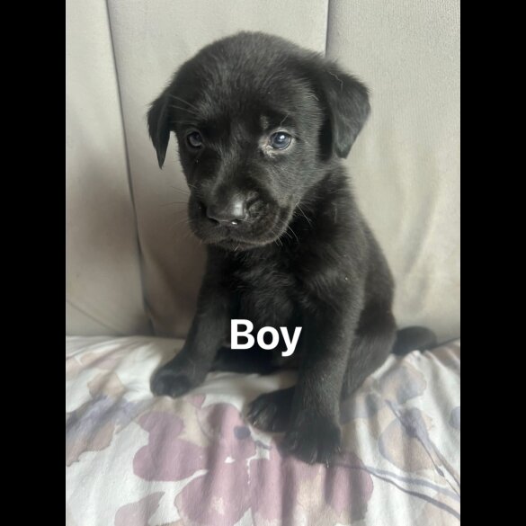 Labrador Retriever