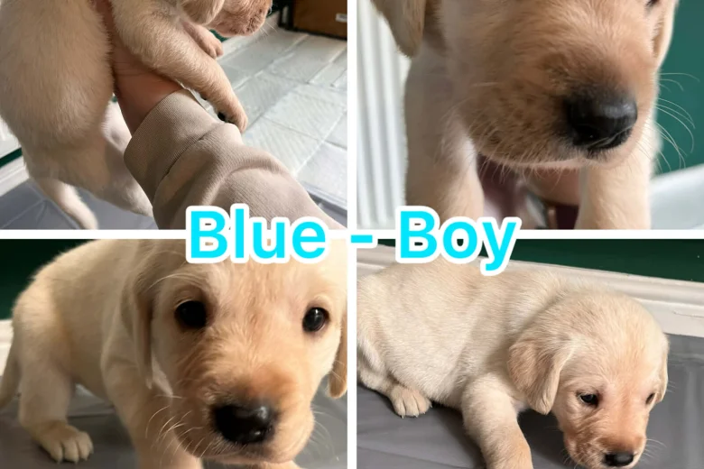 Labrador Retriever
