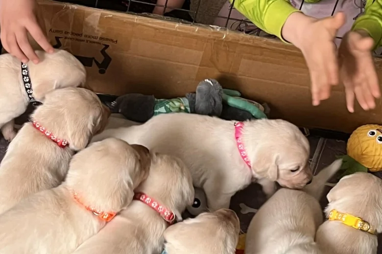 Labrador Retriever
