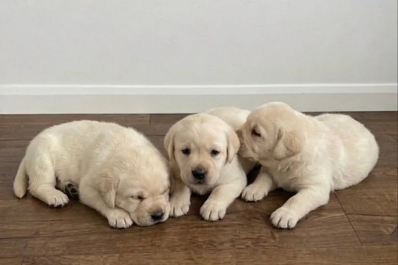 Labrador Retriever