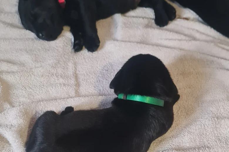 Labrador Retriever