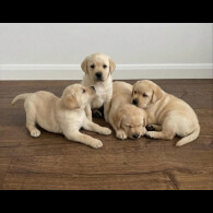 Labrador Retriever