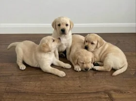Labrador Retriever