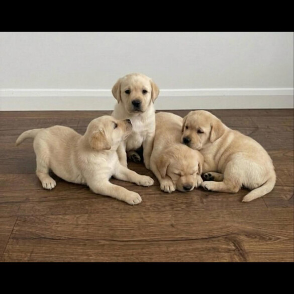 Labrador Retriever