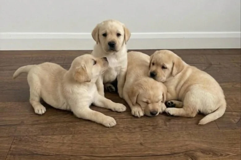 Labrador Retriever