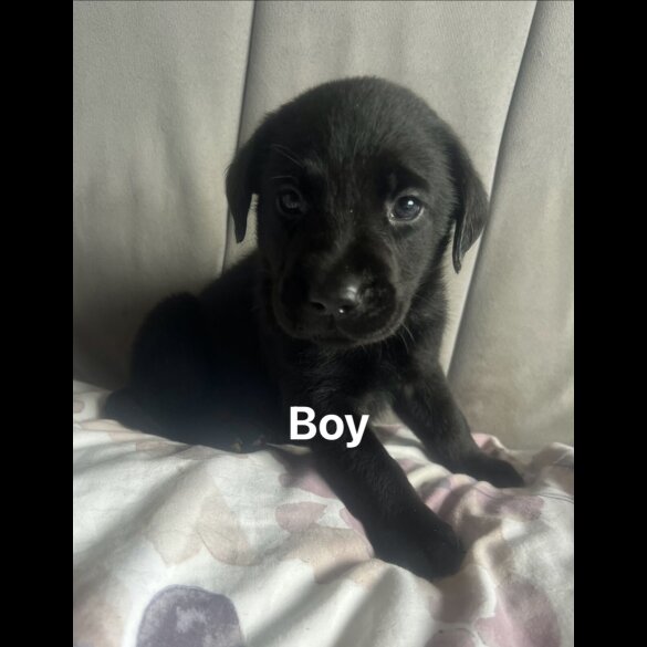 Labrador Retriever