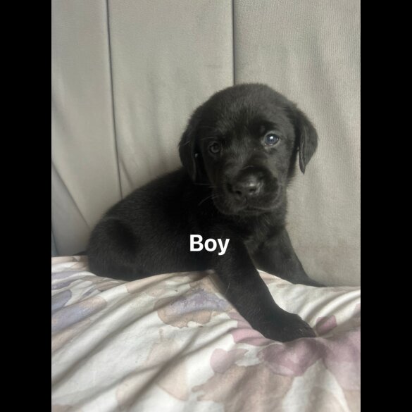 Labrador Retriever