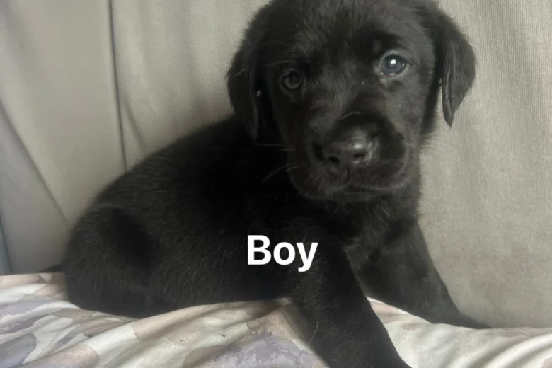 Labrador Retriever