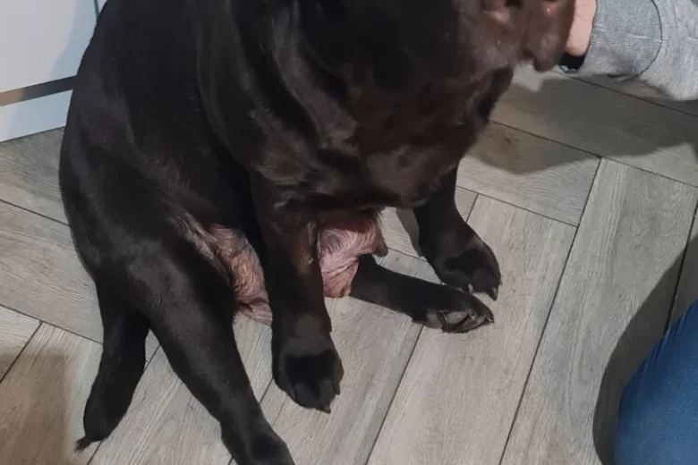 Labrador Retriever