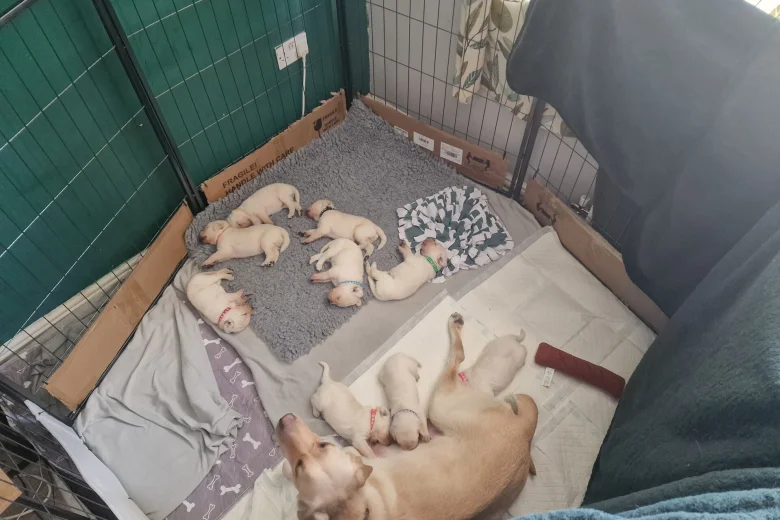 Labrador Retriever