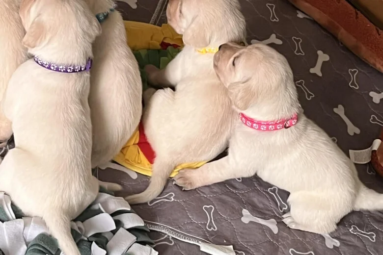 Labrador Retriever
