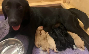 Labrador Retriever