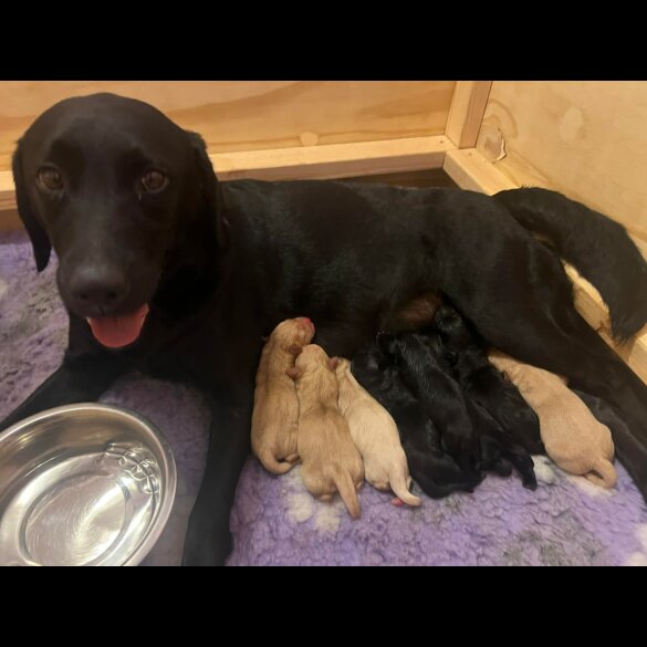 Labrador Retriever