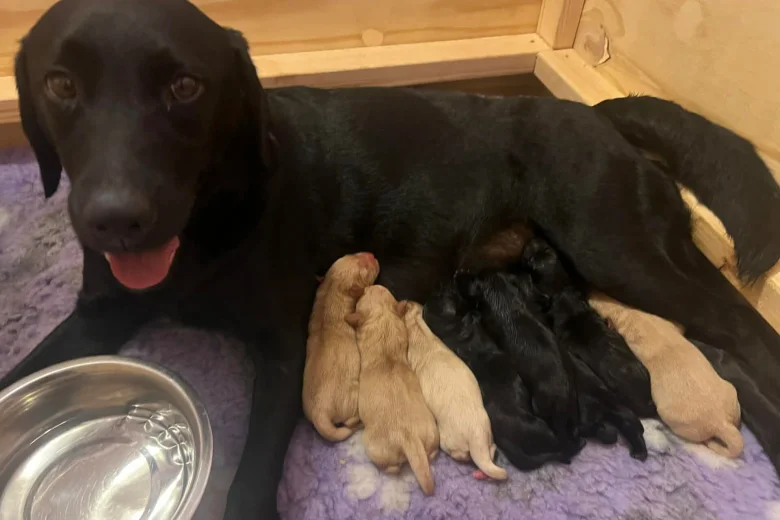 Labrador Retriever