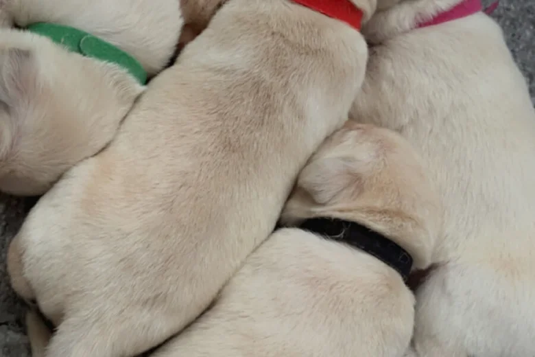 Labrador Retriever
