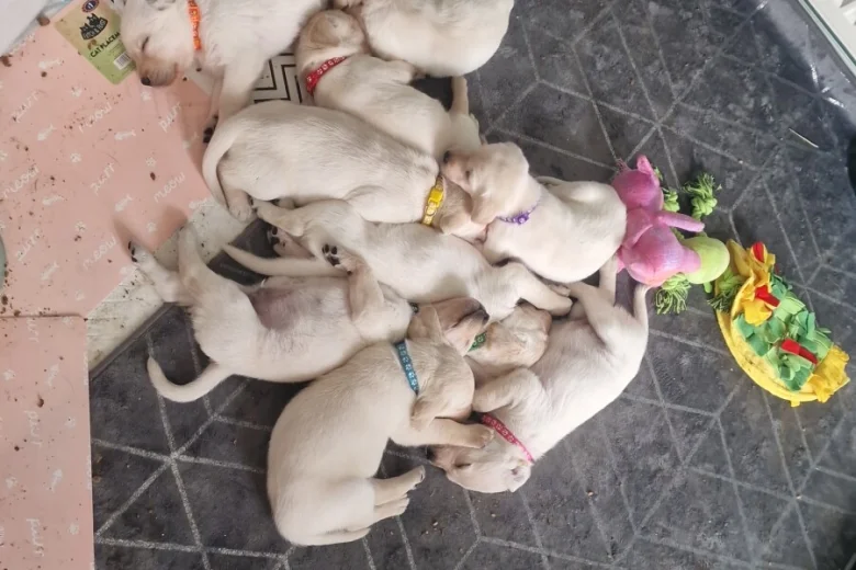 Labrador Retriever