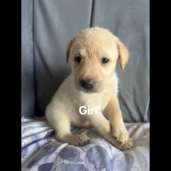 Labrador Retriever
