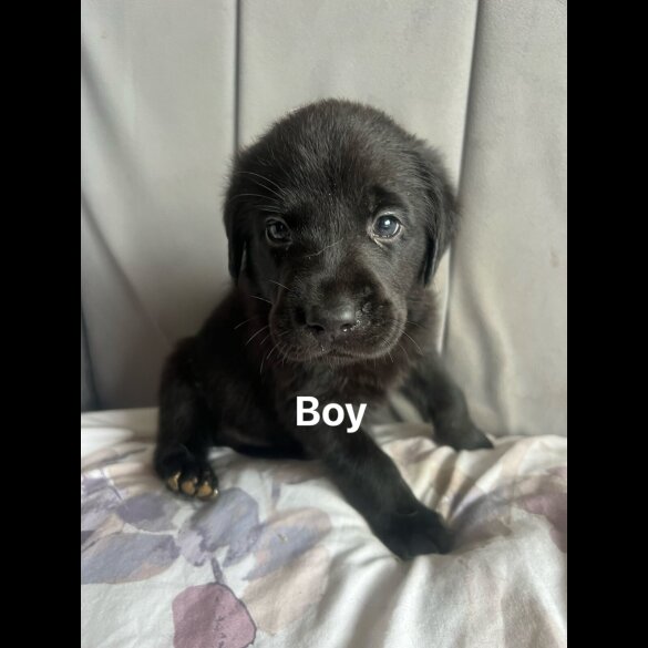 Labrador Retriever