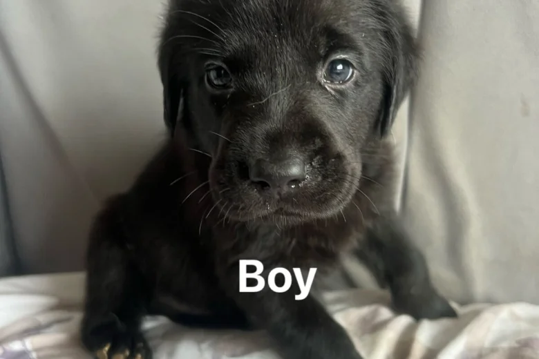 Labrador Retriever