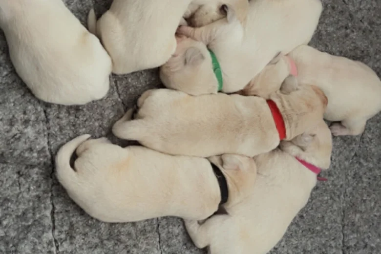 Labrador Retriever