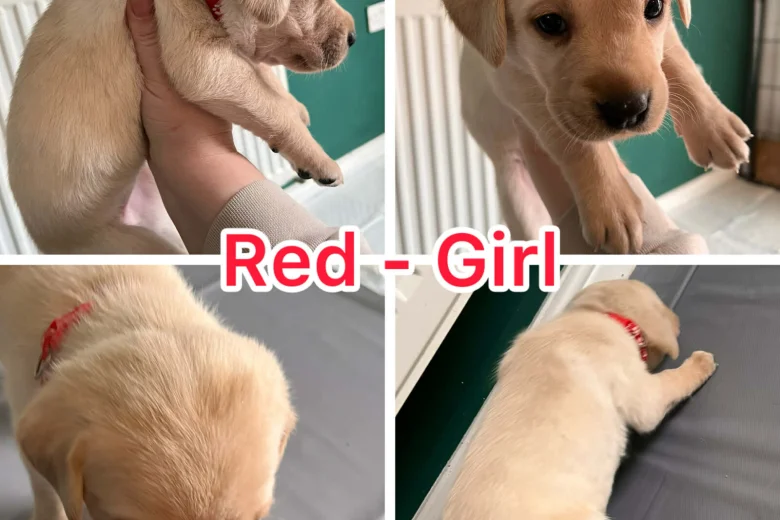 Labrador Retriever