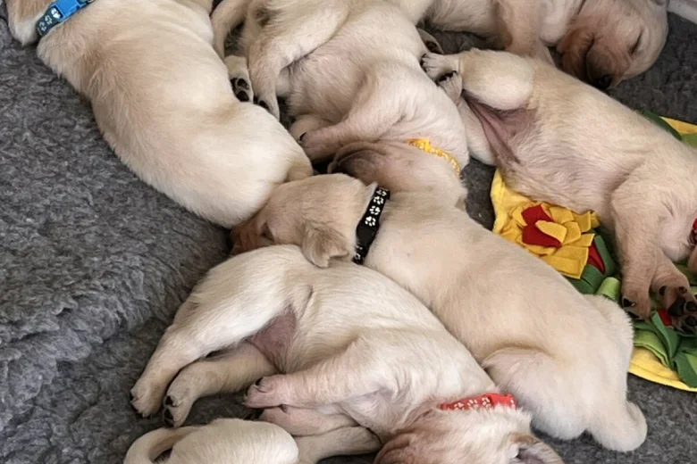 Labrador Retriever