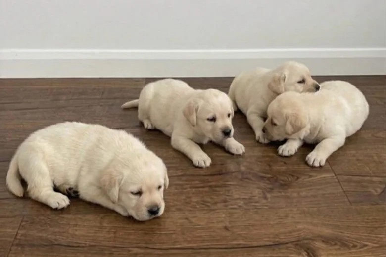Labrador Retriever